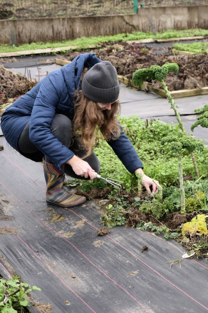 woman bending over pulling weeds during spring yard cleanup in a maine garden